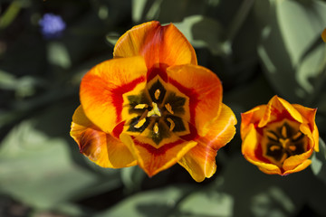 Naklejka premium Yellow orange red lilac