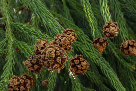 Evergreen with Pine Cone Seedpod Closeup