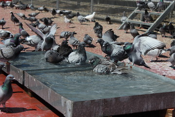 Obraz premium sehr viele Brieftauben am Baden im Hochsommer