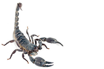 scorpion.