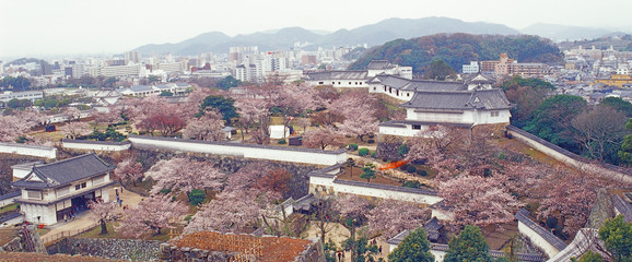 Old Castle in Sakura Blossom