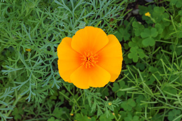 Orange Poppy Closeup