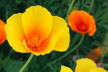 Obraz premium Yellow and Orange Poppies Closeup