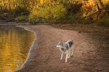 Grey Wolf (Canis lupus) Looks Left Along River Beach