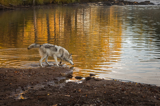 Grey Wolf (Canis lupus) Looks Into River
