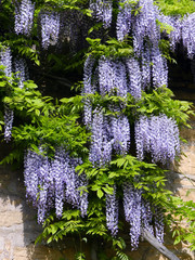 Flowering of the climbing plant