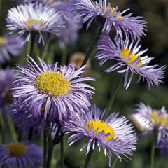 Asters