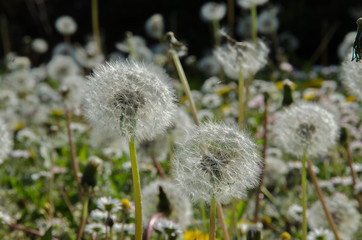 pusteblumen