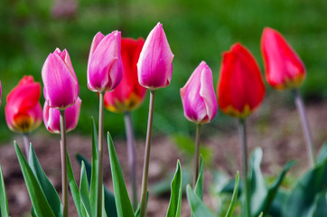 Delicate soft tulips bloom