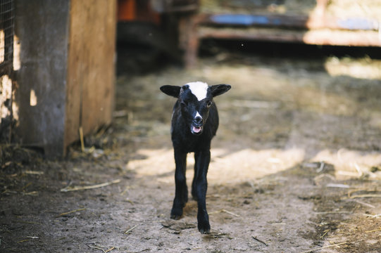 Adorable little black baby sheep in the farm