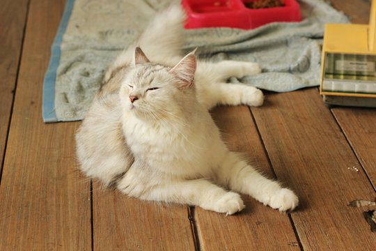 Cute persian plus maine coon cat lying on wooden floor