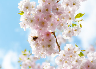 Flower ornamental cherry with spring atmosphere and blue sky