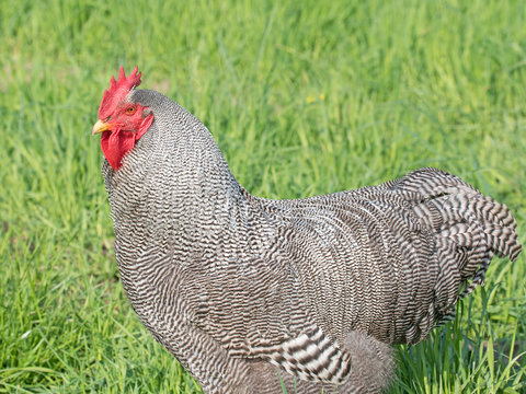 Hahn, Amrock, H&uuml;hner