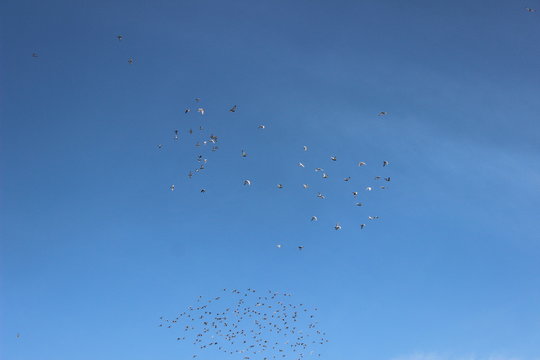 fliegende Tauben, blauer Himmel