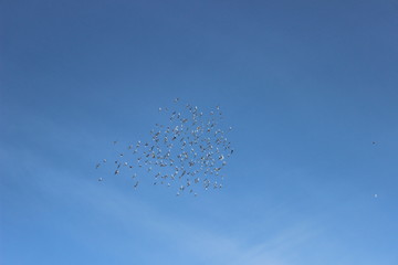 fliegende Tauben, blauer Himmel