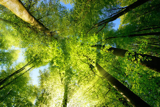 Fototapeta Rays of sunlight falling through a tree canopy create an enchanting atmosphere in a fresh green forest
