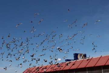 fliegende Brieftauben, blauer Himmel