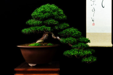 Traditionele Japanse bonsai (miniatuurboom) op een tafel met zwarte achtergrond
