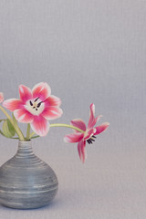 Tulpen (Hintergrund)