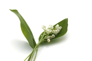 Fototapeta premium Muguet