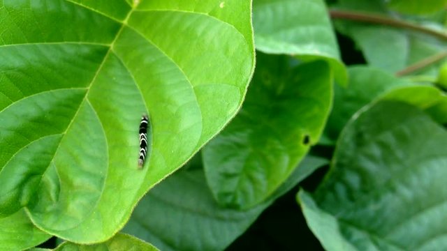green leaf and butterfly worm 
