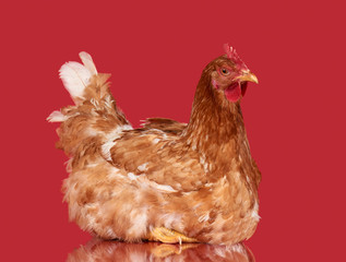 Chicken on red background, isolated object, one closeup animal