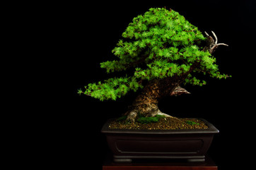 Traditionele Japanse bonsai (miniatuurboom) op een tafel met zwarte achtergrond