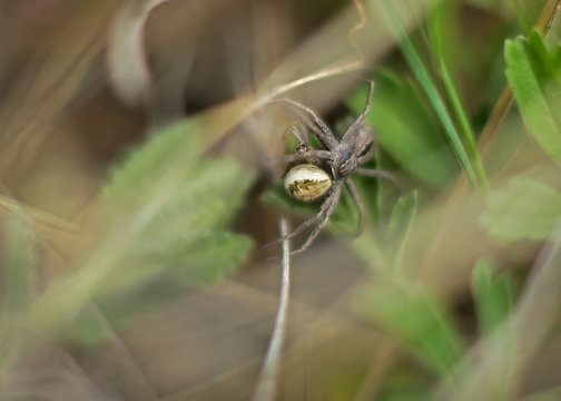 Spider eating spider. Dense grass, Soft look.