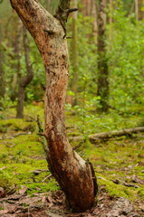 Summer wild thick forest with large beautiful trees and green grass