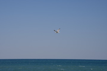 Fototapeta na wymiar Gabbiano in volo sul mare