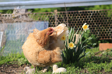Hygienic procedures of mother-hen