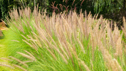 Beautiful of natural background, Flower grass