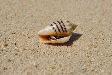 Fototapeta na wymiar Cancer hermit in shell in the sand