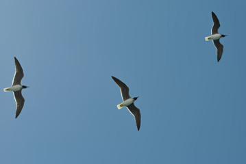 Gull in cloudless sky