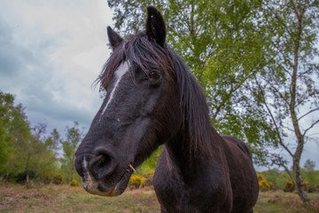 pony in the new forest