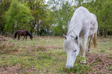 ponies in the new forest