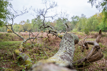fallen tree in the new forest