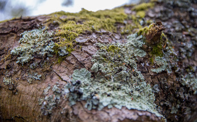 moss on a fallen tree