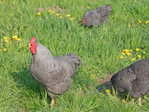 H&uuml;hner, Hahn, Amrock