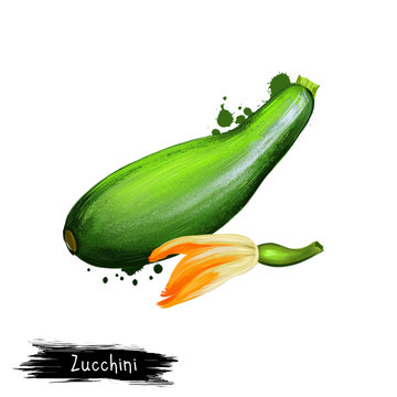Digital art illustration of Zucchini, Courgette or Cucurbita pepo isolated on white background. Organic healthy food. Green vegetable. Hand drawn plant closeup. Clip art illustration design element