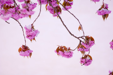 Naklejka premium Cherry blossom and snow, Prunus serrulata, sakura