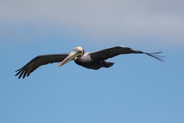 Brown pelican, Pelecanus occidentalis