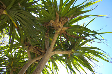 Screw pine (P. boninensis Warb) endemic ogasawara islands