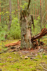 Summer wild thick forest with large beautiful trees and green grass