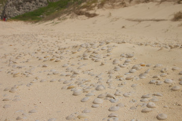 Mandarina ruhuana fossil in ogasawara (bonin) island.