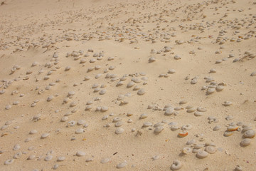 Mandarina ruhuana fossil in ogasawara (bonin) island.