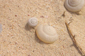 Mandarina ruhuana fossil in ogasawara (bonin) island.