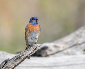 Western bluebird male on dead branch in central New Mexico, with plain background