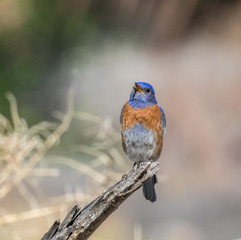 Western bluebird singing on dead branch in central New Mexico