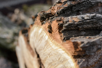 Bee on a cut tree
